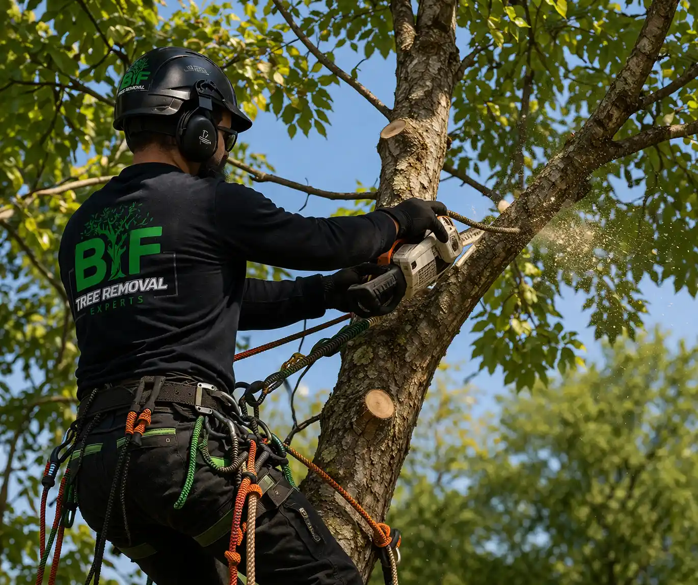 Our Tree Removal Work in Connecticut
