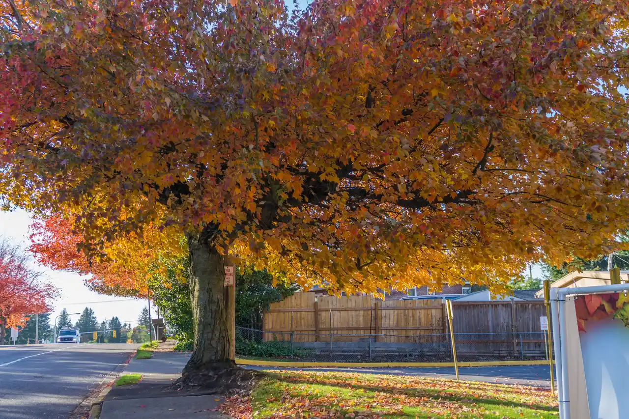 Fall Tree Cleanup in Connecticut