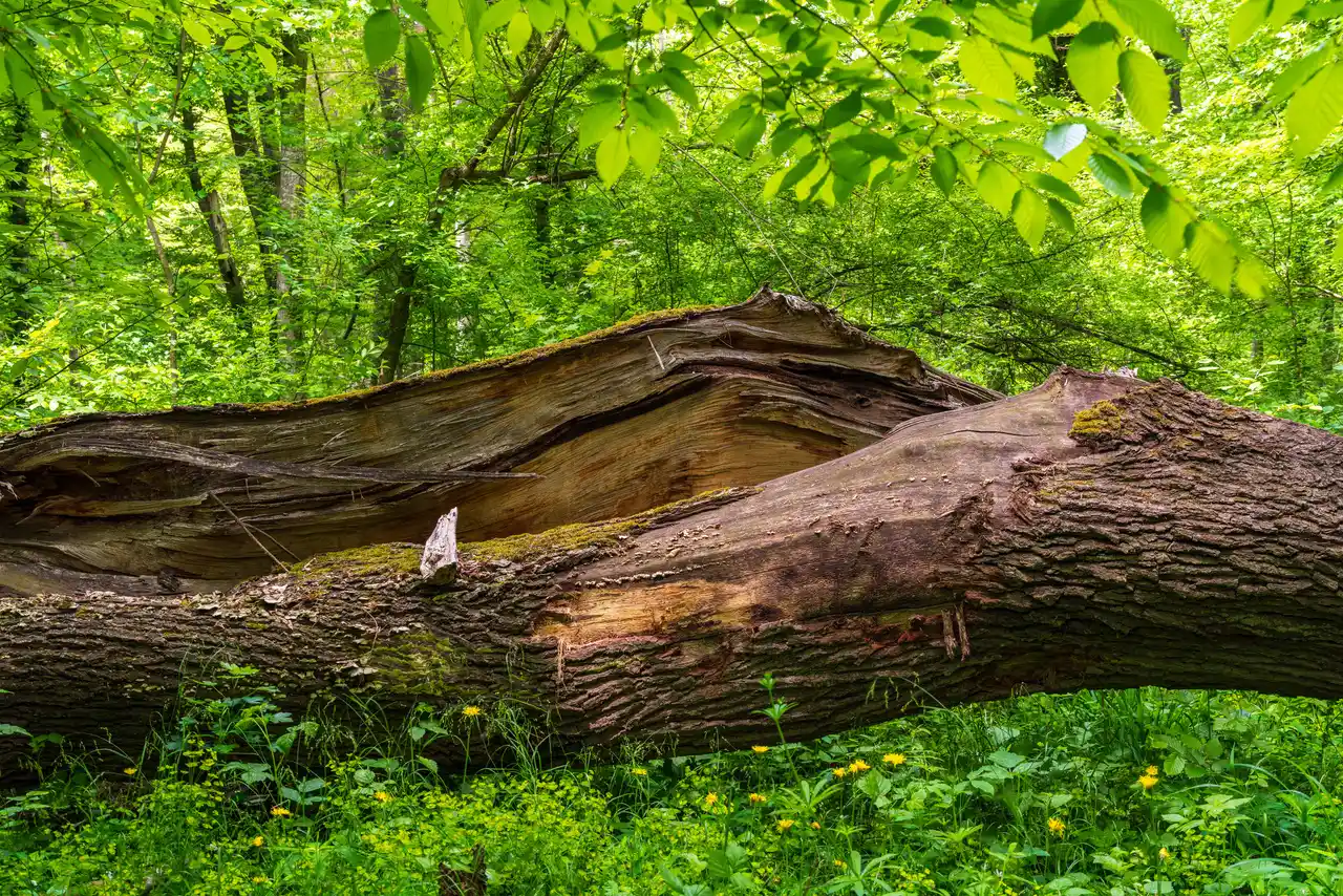 Dead Tree on My Connecticut Property How Dangerous Is It Really?
