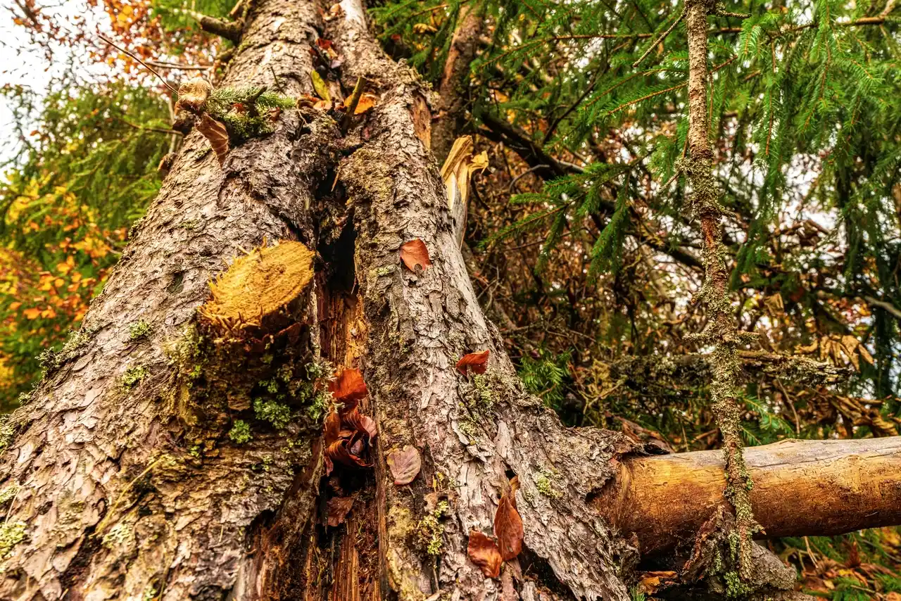 A Tree Fell on My House in Connecticut Here's What To Do First