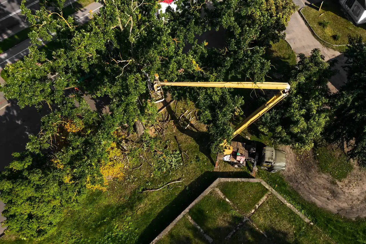 How Much Does Tree Removal Cost in CT?
